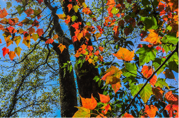 cid:image014.png@01D46FB6.730D00B0