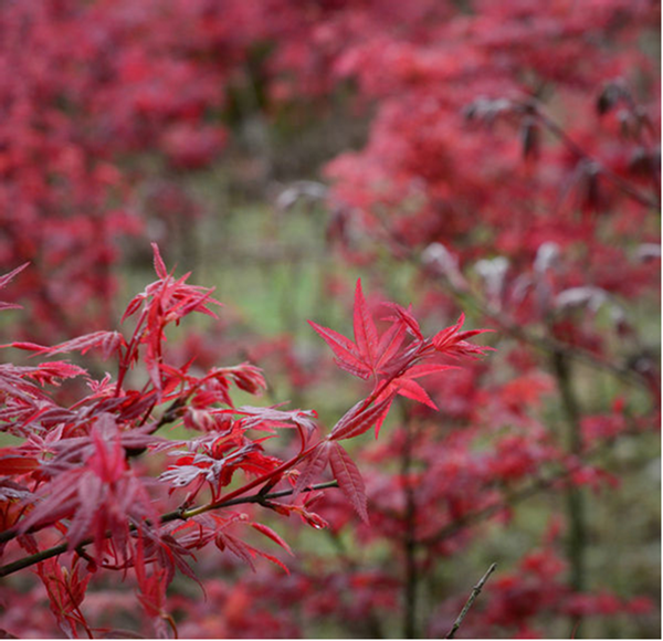 cid:image016.png@01D46FB6.730D00B0