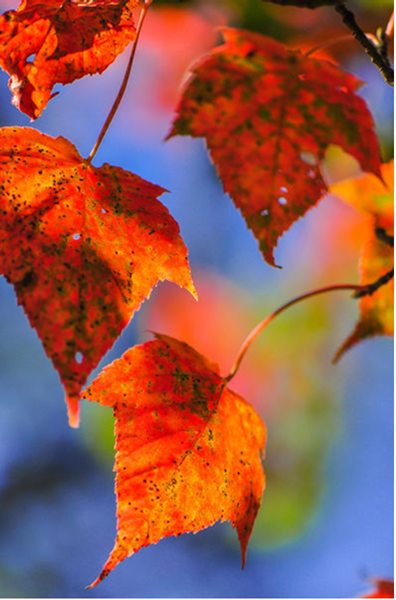 cid:image017.png@01D46FB6.730D00B0